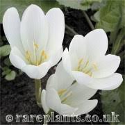 Attēlu rezultāti vaicājumam “Colchicum szovitsii subsp. szovitsii”