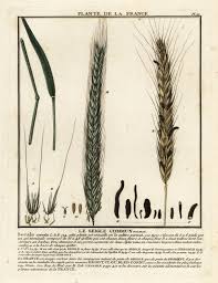 Image result for Secale cereale