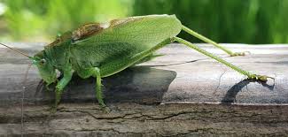 Attēlu rezultāti vaicājumam “Tettigonia cantans”