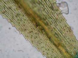 Attēlu rezultāti vaicājumam “Philonotis fontana”