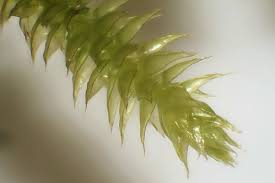 Attēlu rezultāti vaicājumam “Antitrichia curtipendula macro”