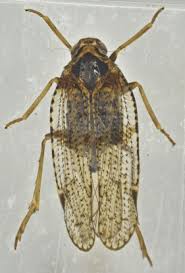 Attēlu rezultāti vaicājumam “Cixiidae”