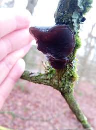 Attēlu rezultāti vaicājumam “Exidia truncata”