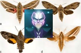 Image result for hawk moth
