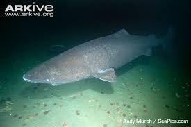 Image result for Somniosus pacificus