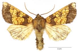 Attēlu rezultāti vaicājumam “Gortyna flavago”