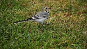 Attēlu rezultāti vaicājumam “Motacilla alba juvenile”