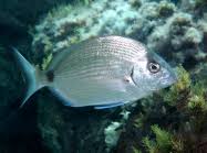 Image result for Diplodus cadenati