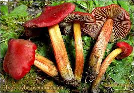 Attēlu rezultāti vaicājumam “Hygrocybe pseudoconica”