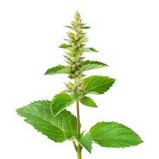 Attēlu rezultāti vaicājumam “Leonurus cardiaca leaf”