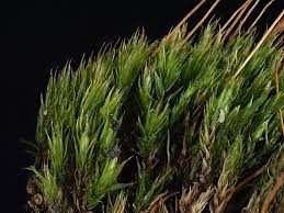 Attēlu rezultāti vaicājumam “Pohlia nutans sporophyte”