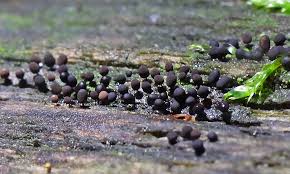 Attēlu rezultāti vaicājumam “Licea chelonoides spores”