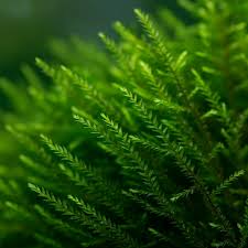 Attēlu rezultāti vaicājumam “Fontinalis antipyretica subsp. gracilis”