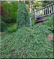 Attēlu rezultāti vaicājumam “Picea abies leaf”