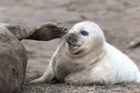 Image result for Halichoerus grypus