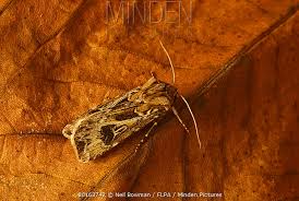 Attēlu rezultāti vaicājumam “Agrotis vestigialis”