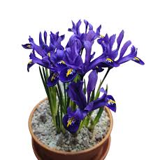 Attēlu rezultāti vaicājumam “Iris reticulata”