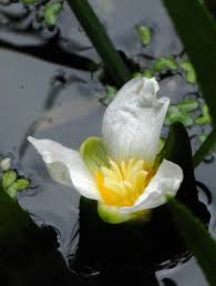 Attēlu rezultāti vaicājumam “Stratiotes aloides flower”