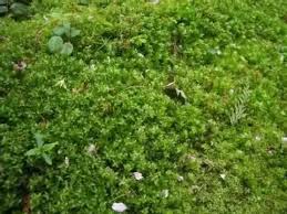 Attēlu rezultāti vaicājumam “Plagiomnium medium”