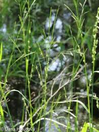 Attēlu rezultāti vaicājumam “Glyceria fluitans”