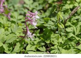Attēlu rezultāti vaicājumam “Corydalis cava fruit”