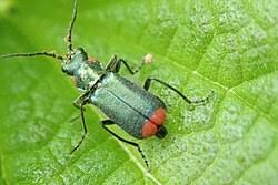 Attēlu rezultāti vaicājumam “Malachidae”