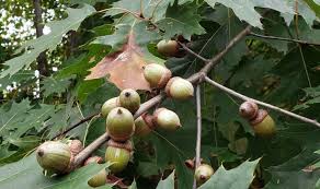Attēlu rezultāti vaicājumam “Quercus rubra fruit”
