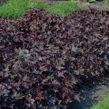 Image result for HEUCHERA americana 'Palace Purple Auslese'