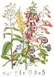 Attēlu rezultāti vaicājumam “Scrophulariaceae”