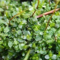 Attēlu rezultāti vaicājumam “Plagiomnium elatum”