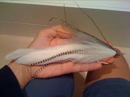 Image result for Lichia amia