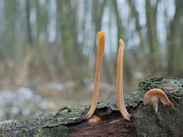 Attēlu rezultāti vaicājumam “Macrotyphula fistulosa”