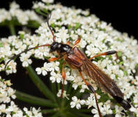 Attēlu rezultāti vaicājumam “Necydalis major”
