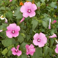 Image result for Lavatera trimestris