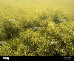 Attēlu rezultāti vaicājumam “Najas tenuissima leaf”