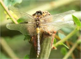 Attēlu rezultāti vaicājumam “Leucorrhinia caudalis male”