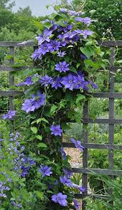 Attēlu rezultāti vaicājumam “Clematis”