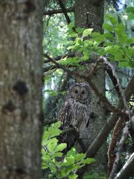 Attēlu rezultāti vaicājumam “Strix uralensis adult”