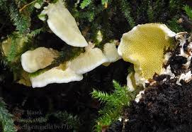 Attēlu rezultāti vaicājumam “Flaviporus citrinellus”