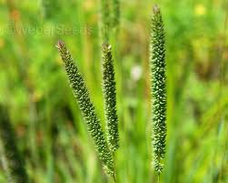 Attēlu rezultāti vaicājumam “Phleum phleoides fruit”