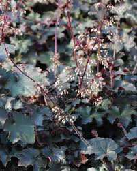 Image result for HEUCHERA americana 'Palace Purple Auslese'