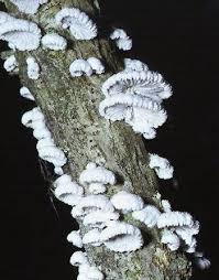 Attēlu rezultāti vaicājumam “Schizophyllum commune”