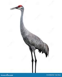 Image result for Grus canadensis