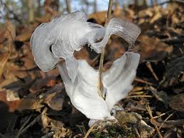 Attēlu rezultāti vaicājumam “Frost Flowers”