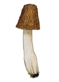 Attēlu rezultāti vaicājumam “Verpa bohemica”