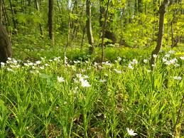 Attēlu rezultāti vaicājumam “Stellaria palustris flower”