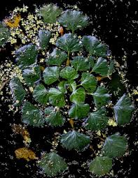 Attēlu rezultāti vaicājumam “Trapa natans”