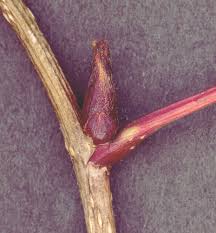 Attēlu rezultāti vaicājumam “Sorbus aucuparia bud”