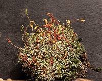 Attēlu rezultāti vaicājumam “Bryum argenteum sporophyte”