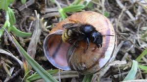 Attēlu rezultāti vaicājumam “Osmia bicolor”